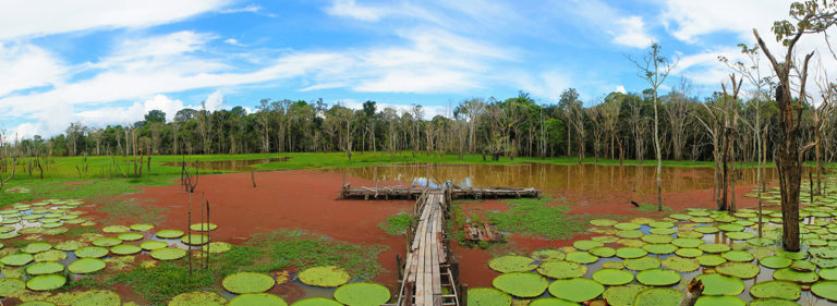 A Amazônia se aproxima do ponto de ruptura, diz Carlos Nobre