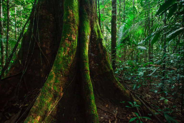 Articulação pela Convivência com a Amazônia lança Manifesto Público em defesa do Bioma